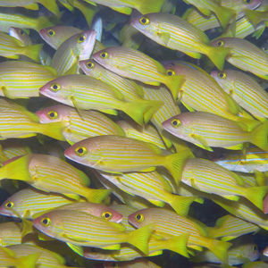 Lutjanus rufolineatus 印度尼西亚 Indonesia , 托吉安群岛 Togian , Una Una @LazyDiving.com 潜水时光