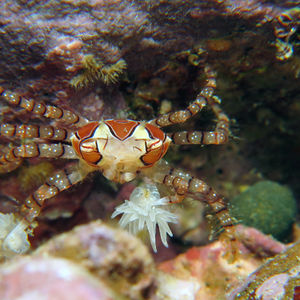 Lybia tessellata 日本 Japan , 柏岛 Kashiwa Island @LazyDiving.com 潜水时光