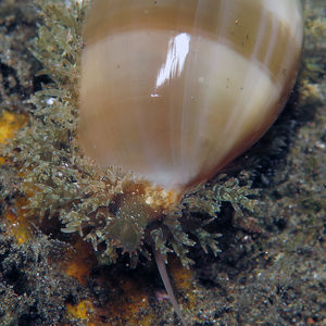 Lyncina carneola 印度尼西亚 Indonesia , 巴厘岛 Bali , 艾湄�湾 Amed Bay @LazyDiving.com 潜水时光