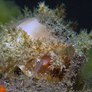 Lyncina carneola 印度尼西亚 Indonesia , 巴厘岛 Bali , 艾湄湾 Amed Bay @LazyDiving.com 潜水时光