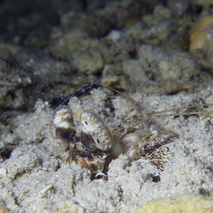 Lysiosquilla scabricauda Lysiosquilla scabricauda Indonesia 印度尼西亚 Donggala 栋加拉 @LazyDiving.com 潜水时光