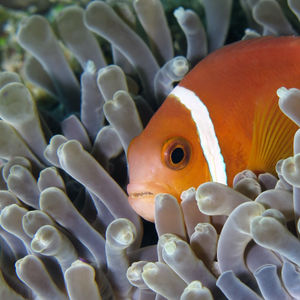 Amphiprion nigripes 马尔代夫 Maldives @LazyDiving.com 潜水时光