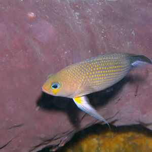 Manonichthys polynemus 印度尼西亚 Indonesia , 托吉安群岛 Togian , Una Una @LazyDiving.com 潜水时光