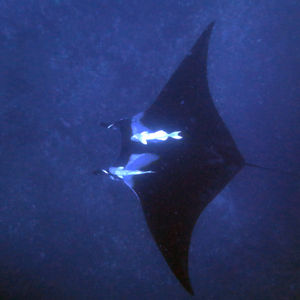 Mobula birostris 葡萄牙 Portugal , 亚速尔群��岛 Azores @LazyDiving.com 潜水时光