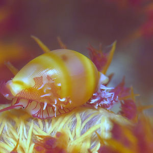 Margovula bimaculata Margovula bimaculata 横带海兔螺 Indonesia 印度尼西亚 Togian 托吉安群岛 Bomba  @LazyDiving.com 潜水时光