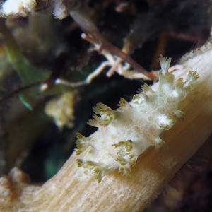 Marionia arborescens Marionia arborescens 菲律宾 Philippines , 朗布隆 Romblon @LazyDiving.com 潜水时光