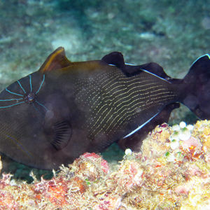 Melichthys indicus 马尔代夫 Maldives @LazyDiving.com 潜水时光