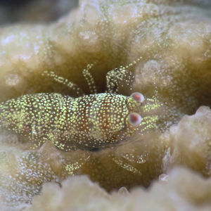 Metapontonia scorpio 菲律宾 Philippines , 朗布隆 Romblon @LazyDiving.com 潜水时光