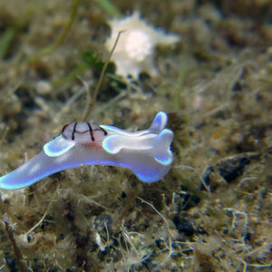 Micromelo undatus 印度尼西亚 Indonesia , 锡奥岛 Siau island @LazyDiving.com 潜水时光