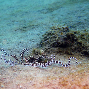 Thaumoctopus mimicus 印度尼西亚 Indonesia , 安汶 Ambon @LazyDiving.com 潜水时光