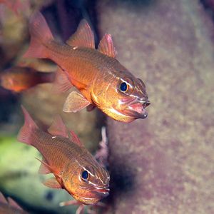 Ostorhinchus moluccensis 印度尼西亚 Indonesia , 安汶 Ambon @LazyDiving.com 潜水时光