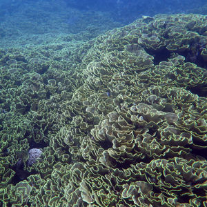 Montipora 印度尼西亚 Indonesia , 托吉安群岛 Togian , Una Una @LazyDiving.com 潜水时光