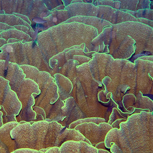 Montipora 印度尼西亚 Indonesia , 托吉安群岛 Togian , Una Una @LazyDiving.com 潜水时光