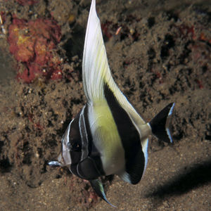 Zanclus cornutus 印度尼西亚 Indonesia , 巴厘岛 Bali , 图蓝本 Tulamben @LazyDiving.com 潜水时光