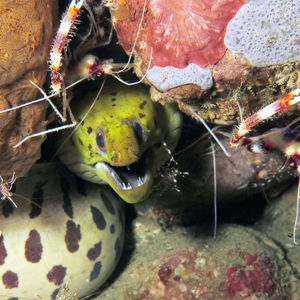 Gymnothorax fimbriatus 印度尼西亚 Indonesia , 马鲁古 Maluku , 安汶 Ambon @LazyDiving.com 潜水时光