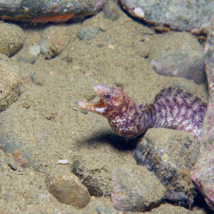 Gymnothorax zonipectis 印度尼西亚 Indonesia , 安汶 Ambon @LazyDiving.com 潜水时光