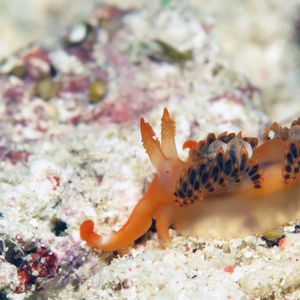 Moridilla brockii 印度尼西亚 Indonesia , 北苏拉威西 North Sulawesi , 邦卡岛 Bangka @LazyDiving.com 潜水时光