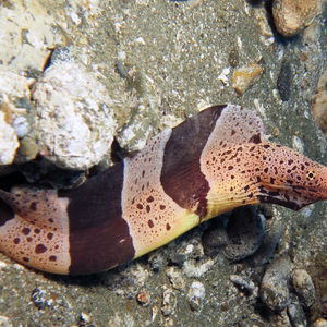 Gymnothorax chlamydatus 印度尼西亚 Indonesia , 马鲁古 Maluku , 安汶 Ambon @LazyDiving.com 潜水时光