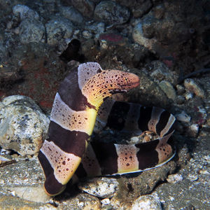 Gymnothorax chlamydatus 印度尼西亚 Indonesia , 安汶 Ambon @LazyDiving.com 潜水时光