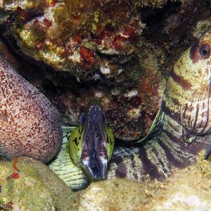 Muraenidae Muraenidae 印度尼西亚 Indonesia , 马鲁古 Maluku , 安汶 Ambon @LazyDiving.com 潜水时光