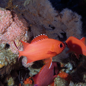 Myripristis vittata 印度尼西亚 Indonesia , 安汶 Ambon @LazyDiving.com 潜水时光