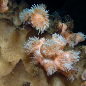 Nemanthus nitidus 东帝汶 Timor-Leste @LazyDiving.com 潜水时光