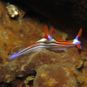 Nembrotha Nembrotha 印度尼西亚 Indonesia , 阿洛群岛 Alor @LazyDiving.com 潜水时光