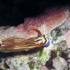 Nembrotha aurea 日本 Japan , 柏岛 Kashiwa Island @LazyDiving.com 潜水时光