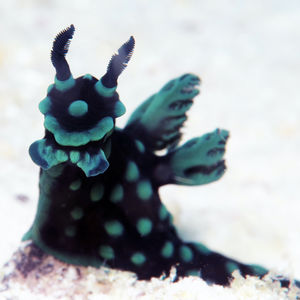 Nembrotha cristata 中苏拉威西 Central Sulawesi , 托利托利 Toli Toli @LazyDiving.com 潜水时光