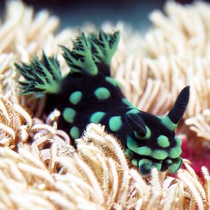 Nembrotha cristata Nembrotha cristata 菲律宾 Philippines , 杜马盖地 Dumaguete @LazyDiving.com 潜水时光