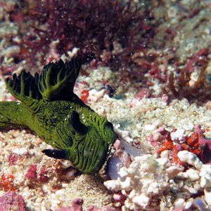 Nembrotha milleri 印度尼西亚 Indonesia , 科莫多 Komodo @LazyDiving.com 潜水时光