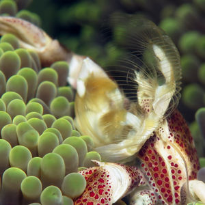 Neopetrolisthes maculatus Neopetrolisthes maculatus 红斑新岩瓷蟹 Indonesia 印度尼西亚 Toli Toli 托利托利 @LazyDiving.com 潜水时光