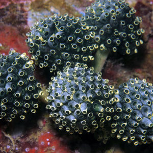 Nephtheis fascicularis Nephtheis fascicularis Lollipop tunicate Indonesia 印度尼西亚 Toli Toli 托利托利 @LazyDiving.com 潜水时光