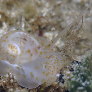 Notocochlis gualtieriana 印度尼西亚 Indonesia , 托吉安群岛 Togian , Kadidiri @LazyDiving.com 潜水��时光