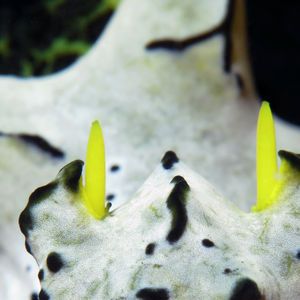 Notodoris serenae 印度尼西亚 Indonesia , 达拉湾 Derawan @LazyDiving.com 潜水时光