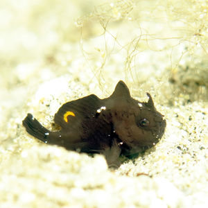 Nudiantennarius subteres 印度尼西亚 Indonesia , �托吉安群岛 Togian , Una Una @LazyDiving.com 潜水时光