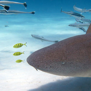 Ginglymostoma cirratum 马尔代夫 Maldives @LazyDiving.com 潜水时光