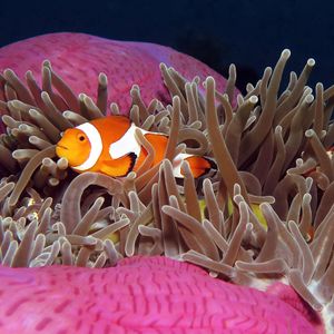 Amphiprion ocellaris 印度尼西亚 Indonesia , 阿��洛群岛 Alor @LazyDiving.com 潜水时光