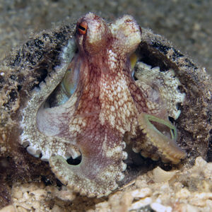 Amphioctopus marginatus 印度尼西亚 Indonesia , 北苏拉威西 North Sulawesi , 邦卡岛 Bangka @LazyDiving.com 潜水时光