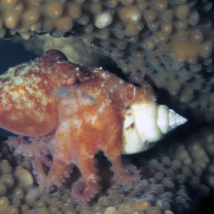 Octopus bocki Octopus bocki 博克微型章鱼 Indonesia 印度尼西亚 Donggala 栋加拉 @LazyDiving.com 潜水时光