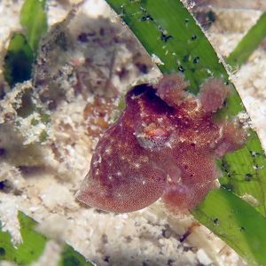 Octopus bocki 菲律宾 Philippines , 朗布隆 Romblon @LazyDiving.com 潜水时光