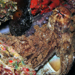 Octopus cyanea 马尔代夫 Maldives @LazyDiving.com 潜水时光