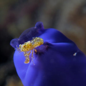 Odontonia katoi 印度尼西亚 Indonesia , 安汶 Ambon @LazyDiving.com ��潜水时光