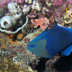 Odonus niger Odonus niger 印度尼西亚 Indonesia , 西巴布亚 West Papua , 海神湾 Triton Bay @LazyDiving.com 潜水时光