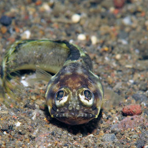 Amed Bay 后颌鱼 Opistognathus