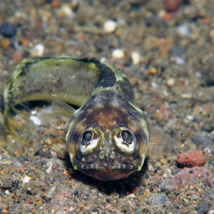 Opistognathus 印度尼西亚 Indonesia , 巴厘岛 Bali , 艾湄湾 Amed Bay @LazyDiving.com 潜水时光