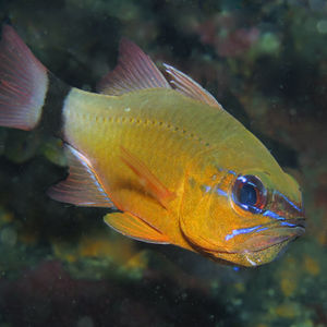 Ostorhinchus aureus Ostorhinchus aureus 印度尼西亚 Indonesia , 巴厘岛 Bali , 艾湄湾 Amed Bay @LazyDiving.com 潜水时光