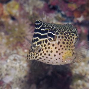 Ostracion solorensis 印度尼西亚 Indonesia , 安汶 Ambon @LazyDiving.com 潜水时光