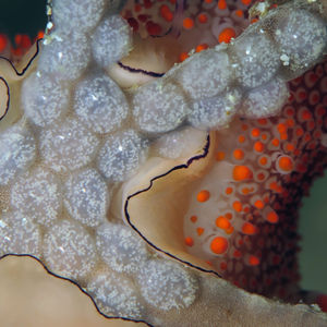 Ovula costellata 印度尼西亚 Indonesia , 达拉湾 Derawan @LazyDiving.com 潜水时光