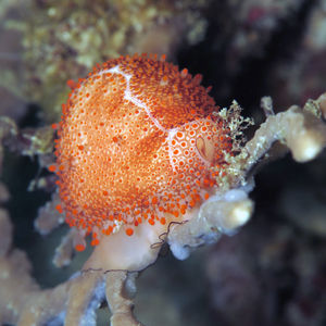 Ovula costellata 印度尼西亚 Indonesia , 达拉湾 Derawan @LazyDiving.com 潜水时光